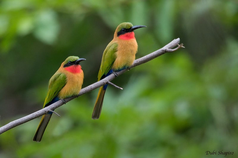 Red-throated Bee-eater - Dubi Shapiro