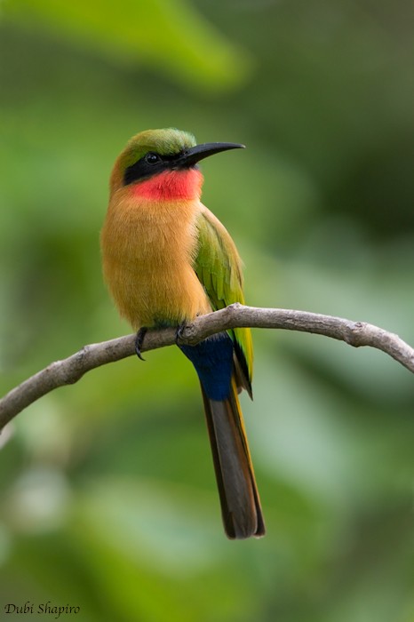 Red-throated Bee-eater - ML205106681