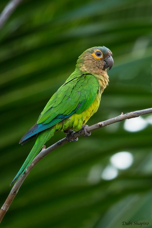 Brown-throated Parakeet - ML205106731