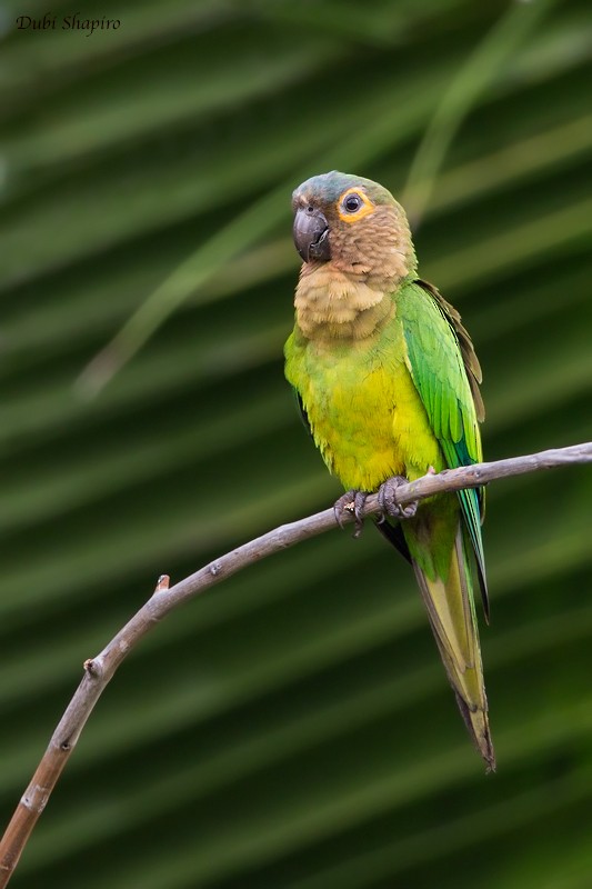 Brown-throated Parakeet - Dubi Shapiro
