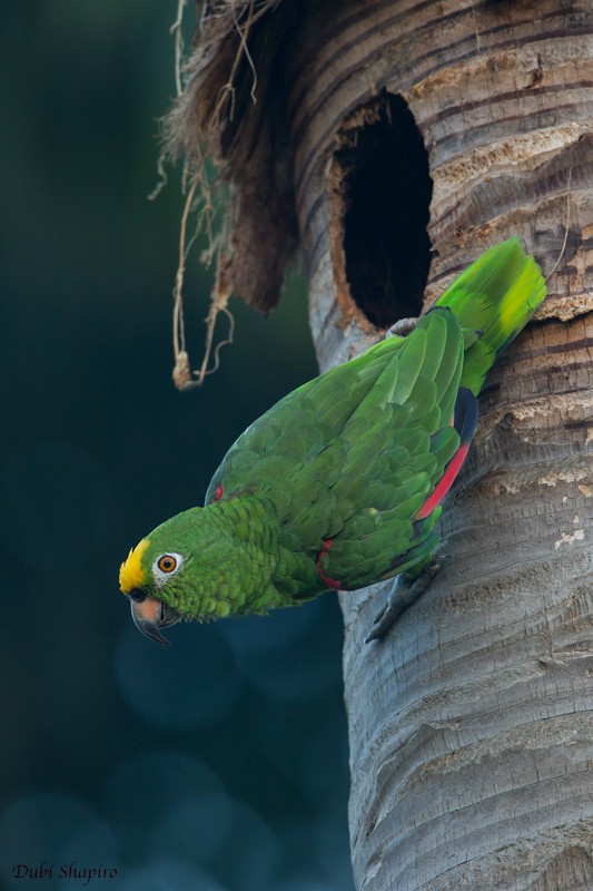 Yellow-crowned Parrot - Dubi Shapiro