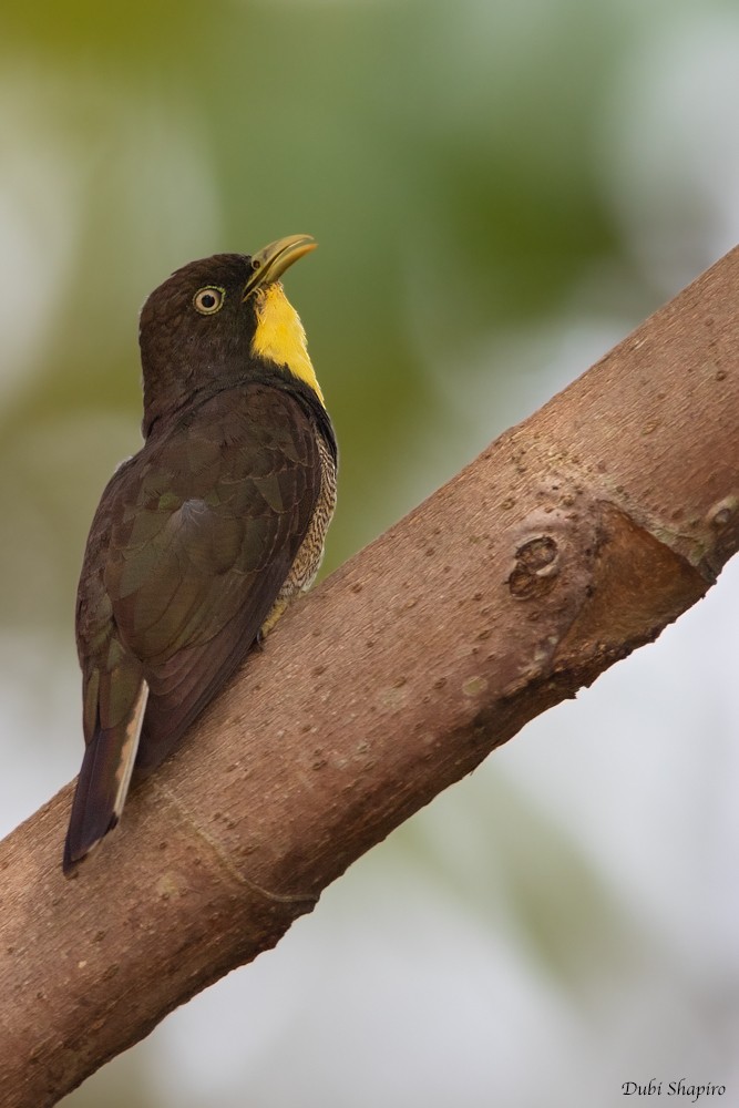 Yellow-throated Cuckoo - ML205106841