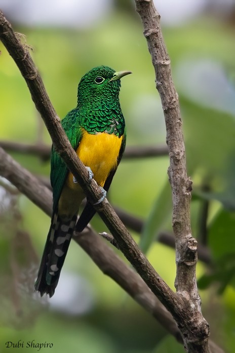 African Emerald Cuckoo - ML205106891