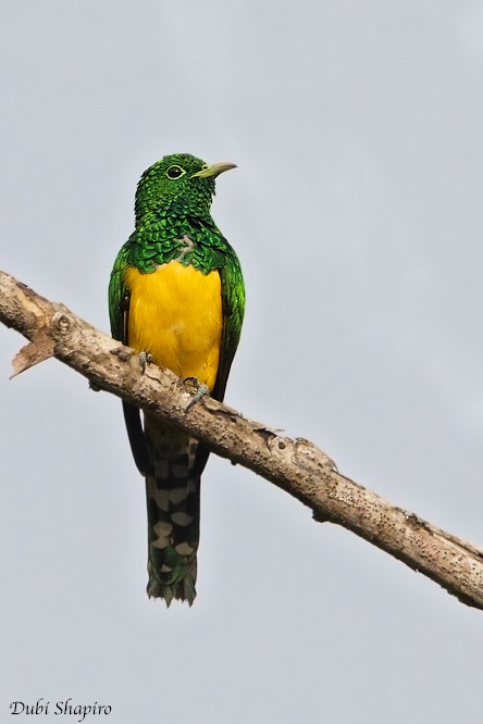 African Emerald Cuckoo - ML205106901