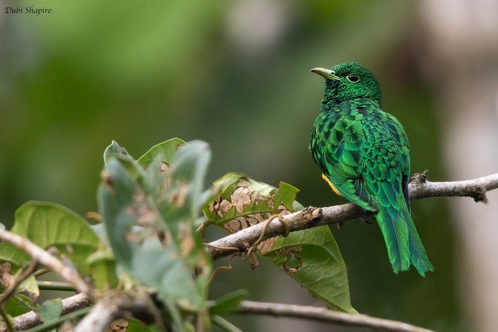 African Emerald Cuckoo - ML205106911