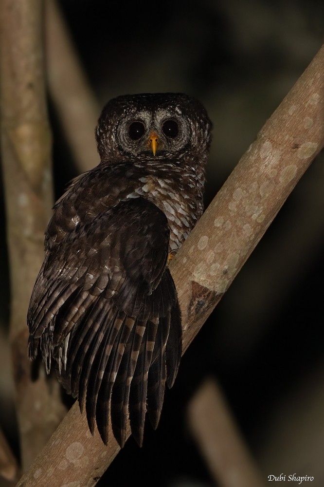 African Wood-Owl - ML205107001