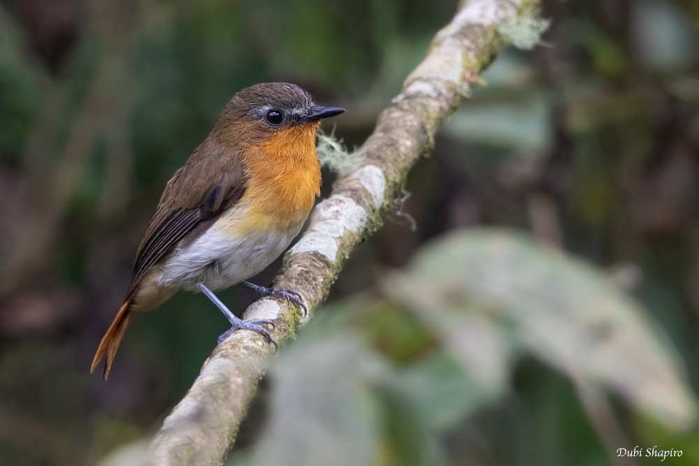 White-bellied Robin-Chat (White-bellied) - Dubi Shapiro