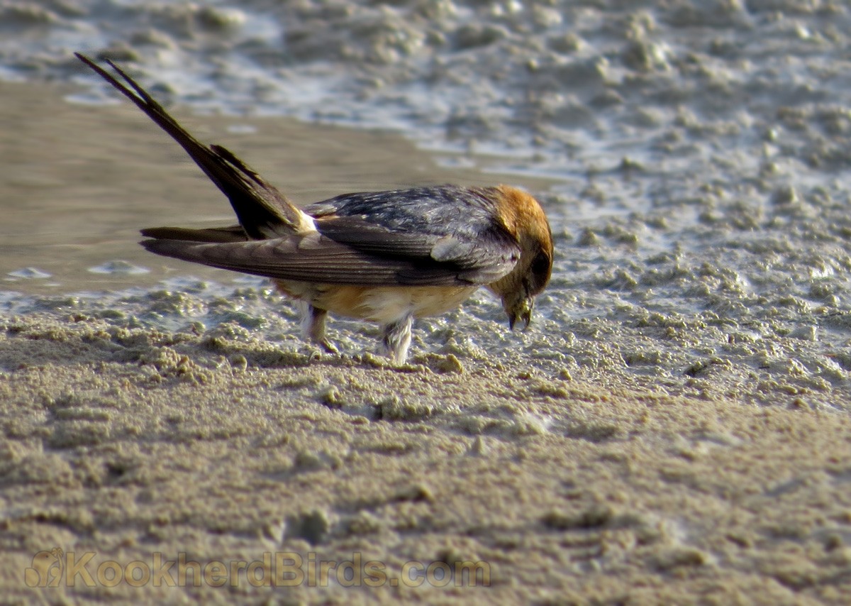 Red-rumped Swallow - ML205107381