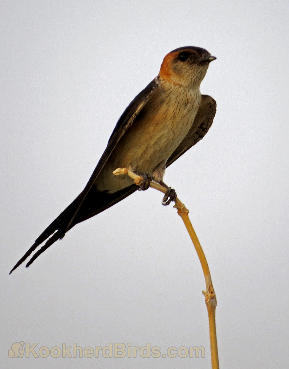 Red-rumped Swallow - A Ghaffar