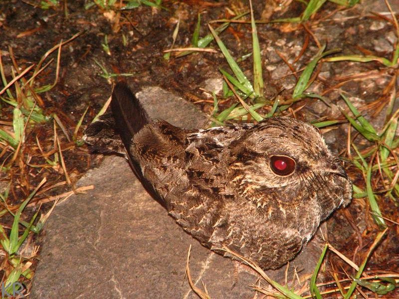 Sickle-winged Nightjar - Kini Roesler