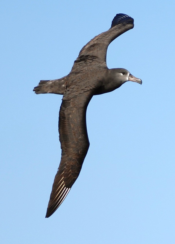 Black-footed Albatross - Kirk  Zufelt