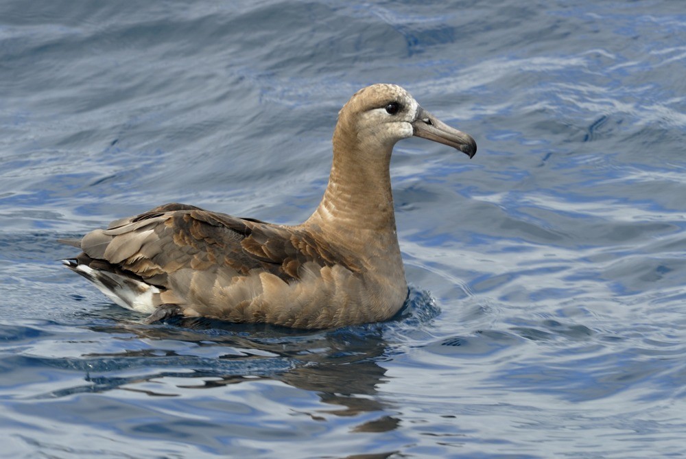 Black-footed Albatross - Kirk  Zufelt