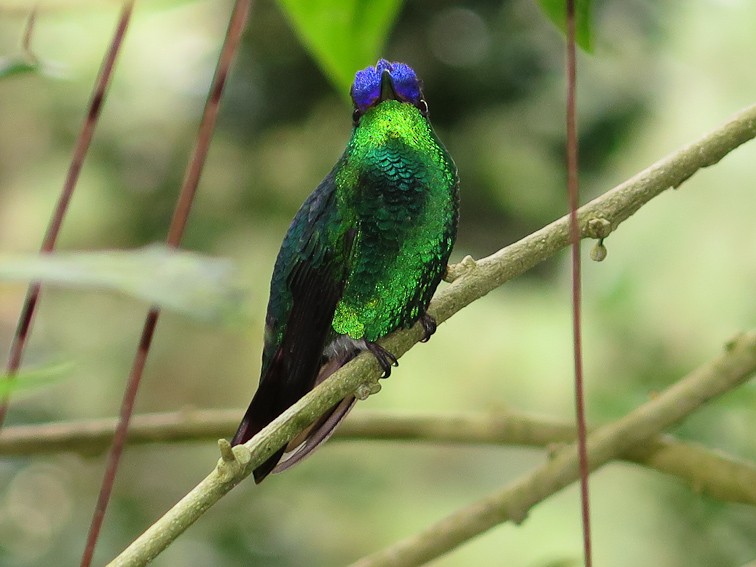 Violet-capped Hummingbird - Niels Poul Dreyer