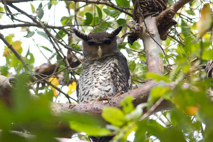 Spot-bellied Eagle-Owl - Niels Poul Dreyer