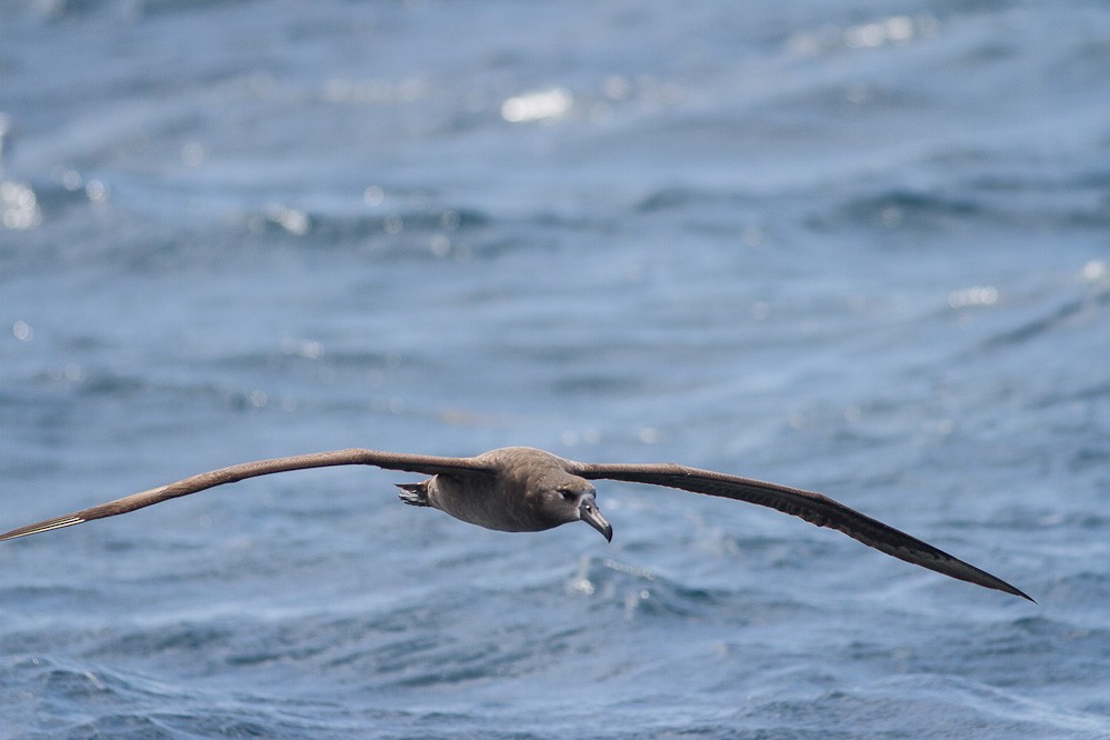 Black-footed Albatross - Niels Poul Dreyer
