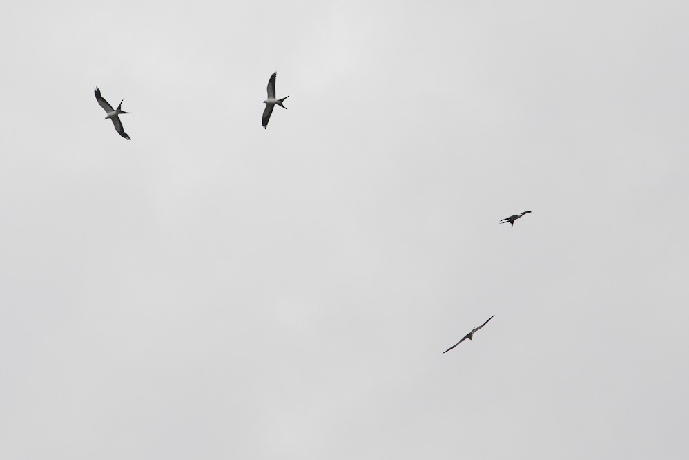 Swallow-tailed Kite - Niels Poul Dreyer