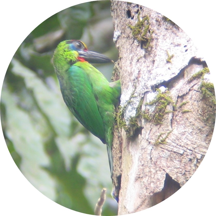 Red-throated Barbet - ML205108391
