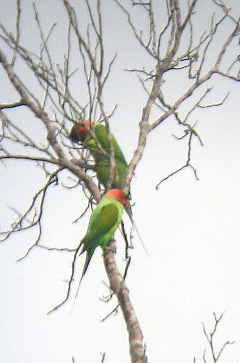 Uzun Kuyruklu Yeşil Papağan - ML205108401