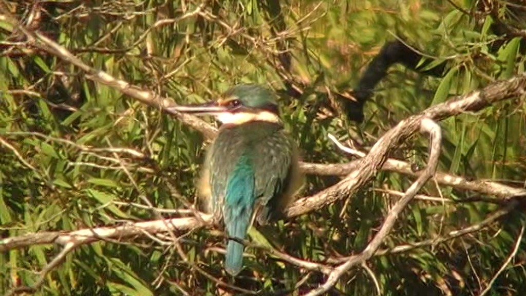 Sacred Kingfisher (Australasian) - ML205108491