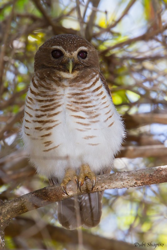 White-browed Owl - Dubi Shapiro