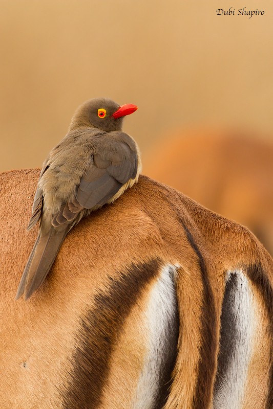 Red-billed Oxpecker - ML205108581