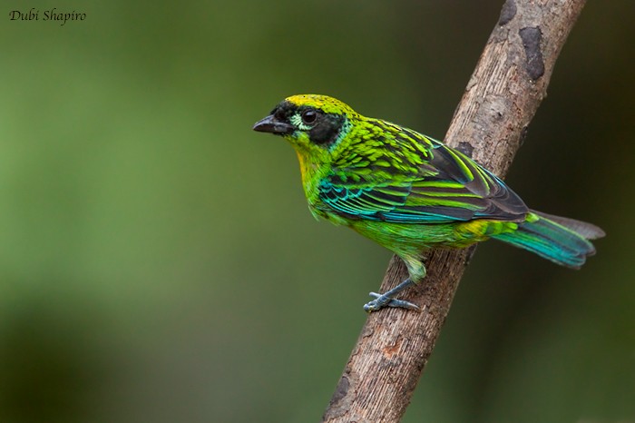 Green-and-gold Tanager - Dubi Shapiro