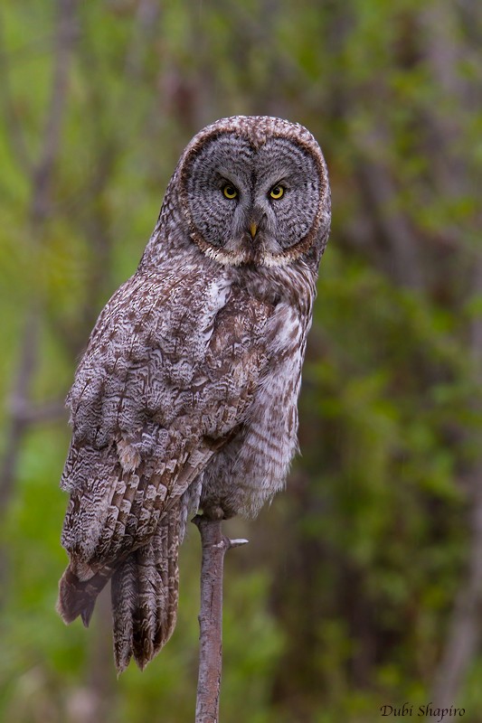 Great Gray Owl (American) - Dubi Shapiro
