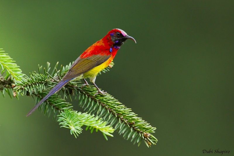 Mrs. Gould's Sunbird (Scarlet-breasted) - Dubi Shapiro