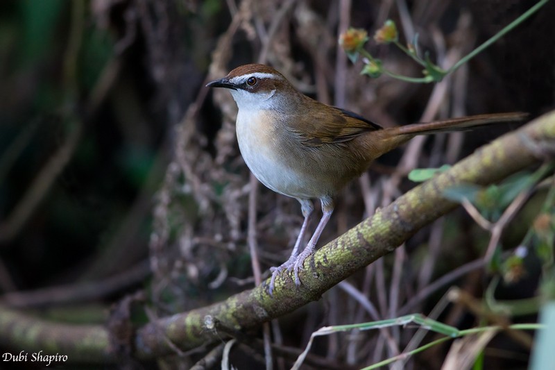 New Caledonian Grassbird - Dubi Shapiro