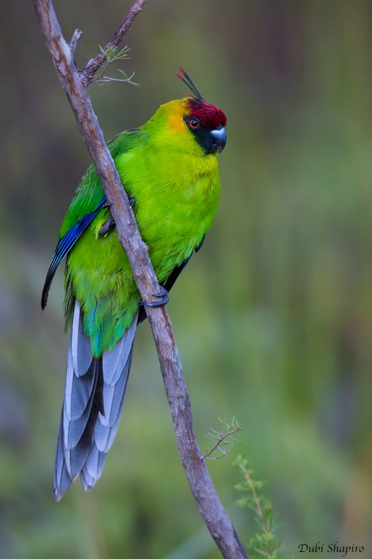 Horned Parakeet - Dubi Shapiro