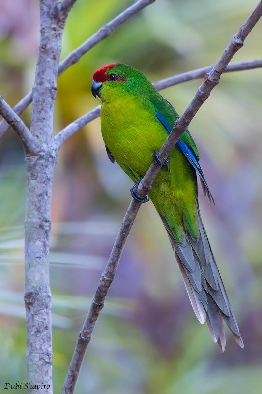 New Caledonian Parakeet - ML205108861