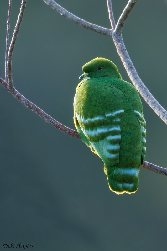 Cloven-feathered Dove - ML205108871