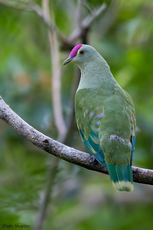 Red-bellied Fruit-Dove - ML205108881