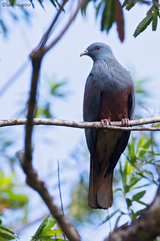New Caledonian Imperial-Pigeon - Dubi Shapiro