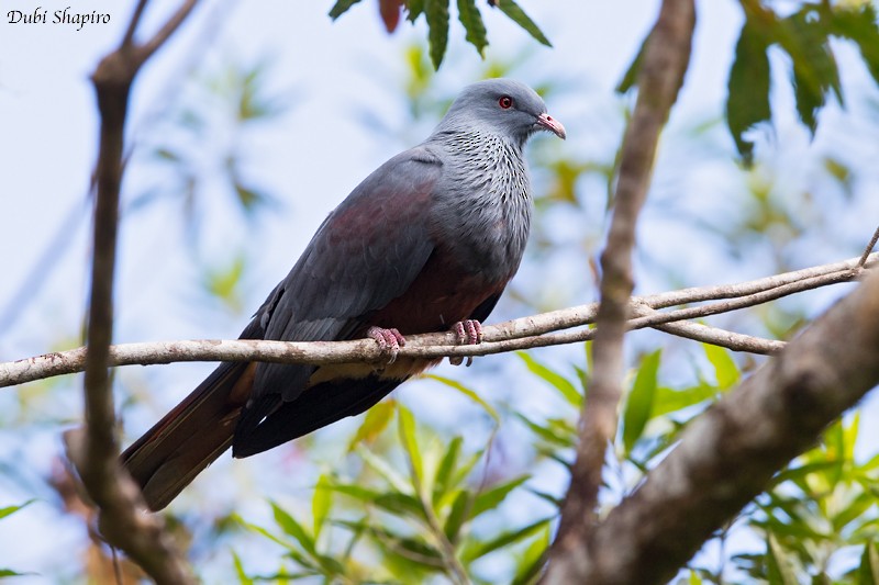 New Caledonian Imperial-Pigeon - Dubi Shapiro
