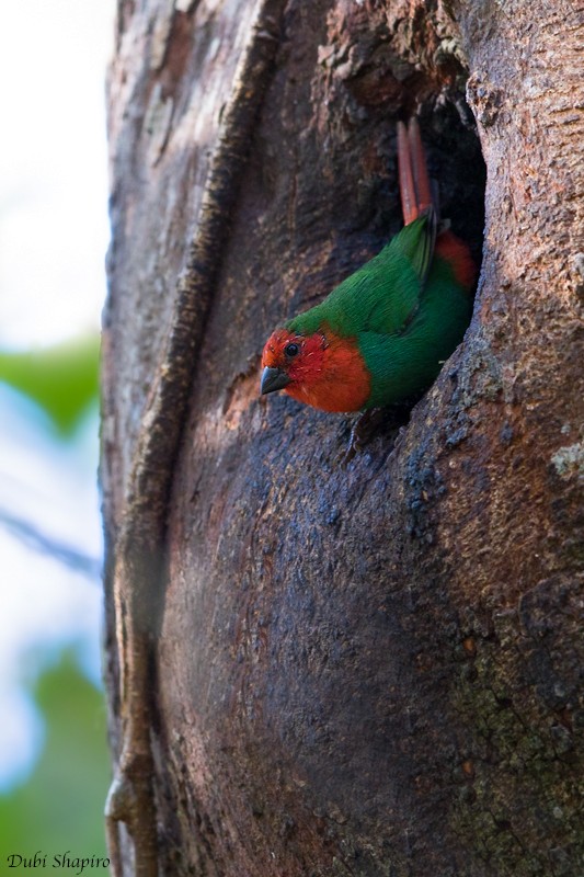 Red-throated Parrotfinch - Dubi Shapiro