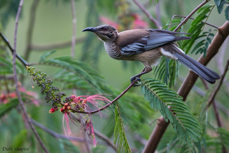 New Caledonian Friarbird - Dubi Shapiro