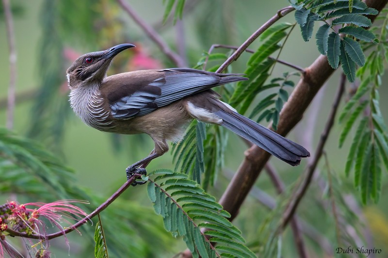 New Caledonian Friarbird - ML205109021