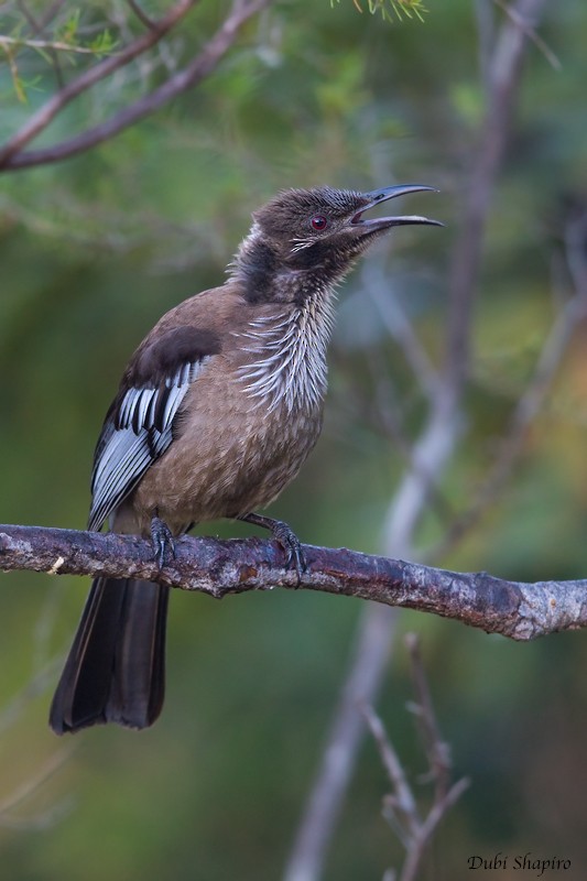 New Caledonian Friarbird - Dubi Shapiro