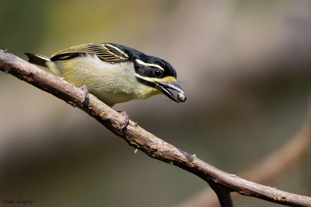 Yellow-throated Tinkerbird - Dubi Shapiro