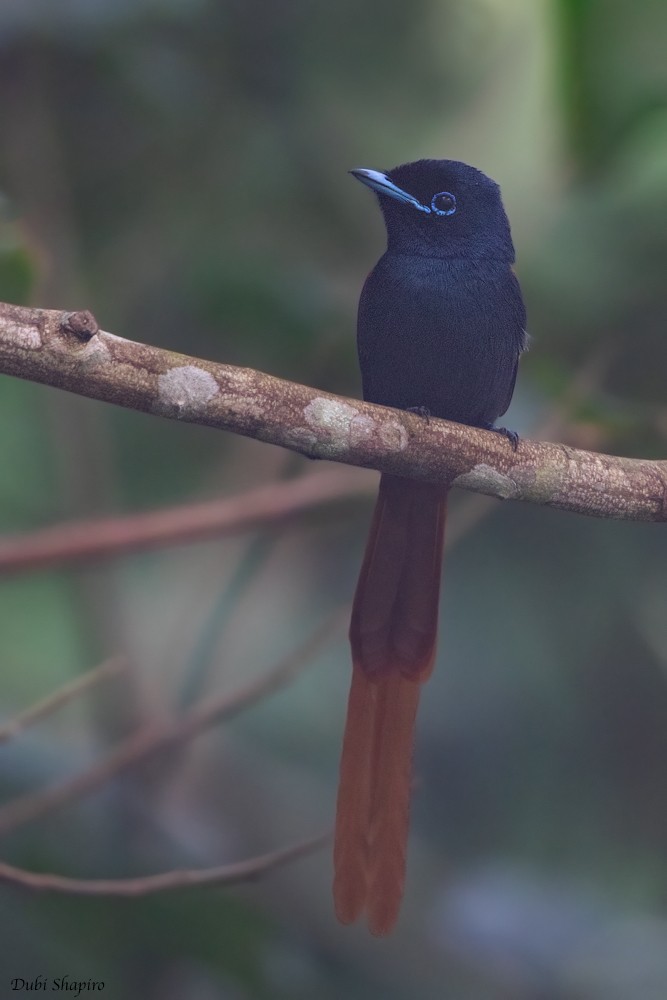 Rufous-vented Paradise-Flycatcher - ML205109381