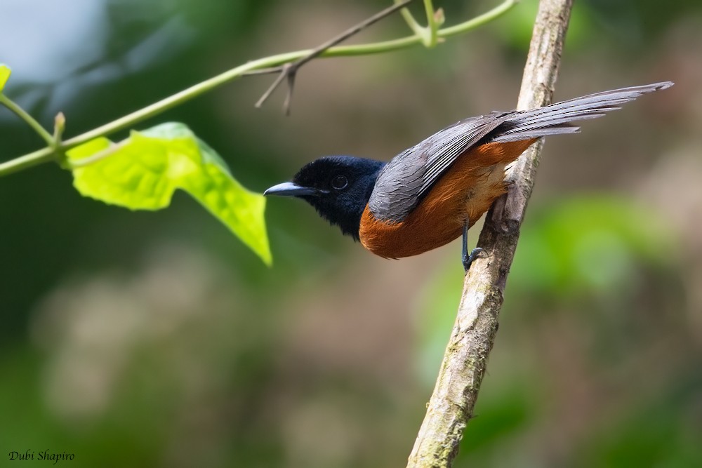 Black-headed Paradise-Flycatcher (Tricolored) - Dubi Shapiro