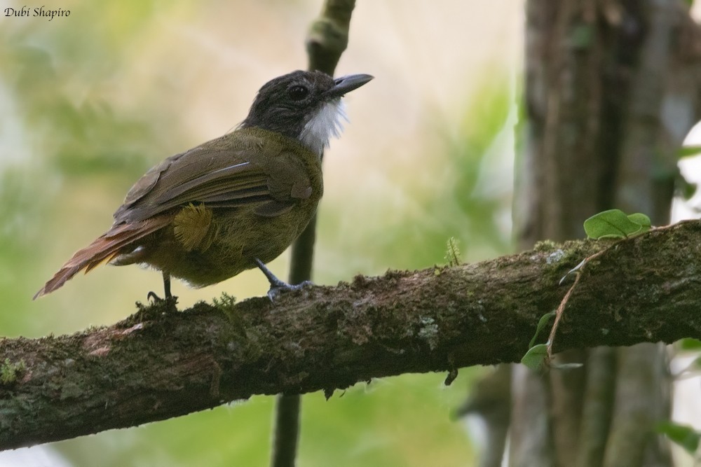 Red-tailed Greenbul - ML205109471
