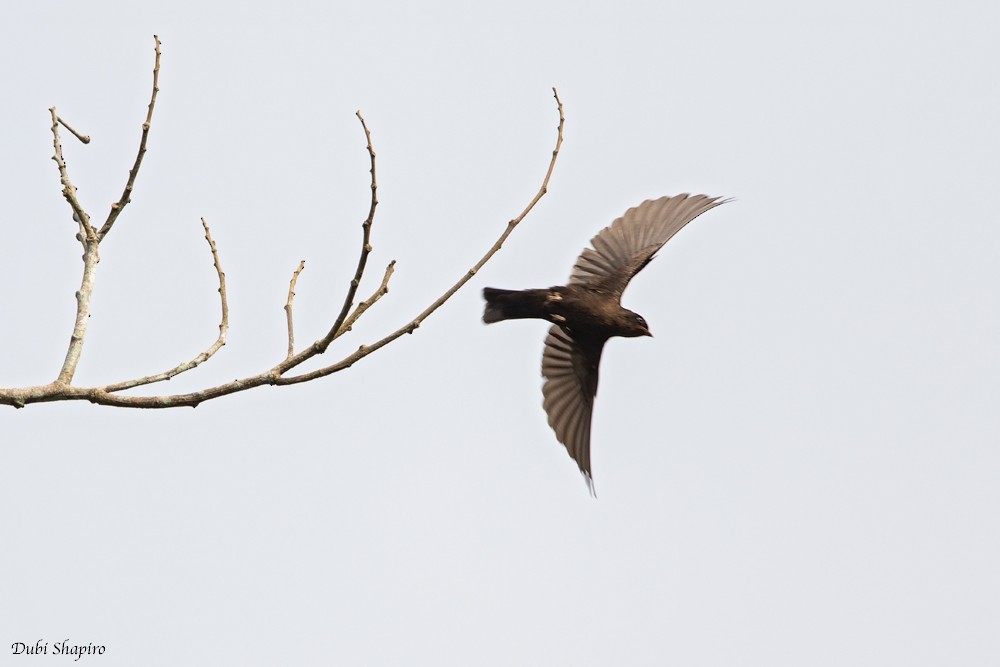 Forest Swallow - Dubi Shapiro