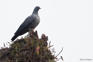 Cameroon Pigeon, ML205109561