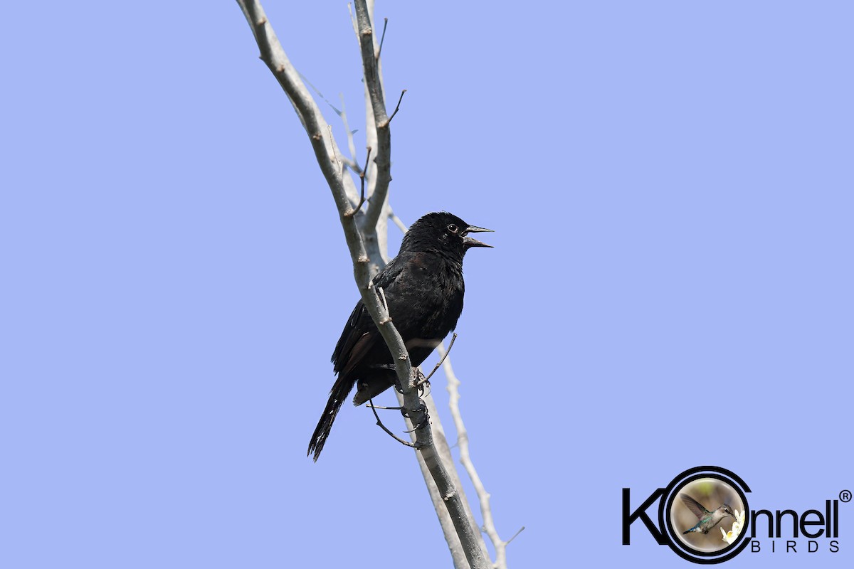 Red-shouldered Blackbird - ML20510961