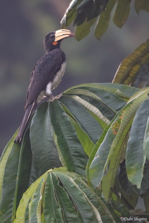 Congo Pied Hornbill - Dubi Shapiro