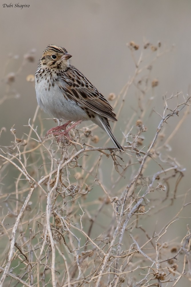 Baird's Sparrow - ML205109651