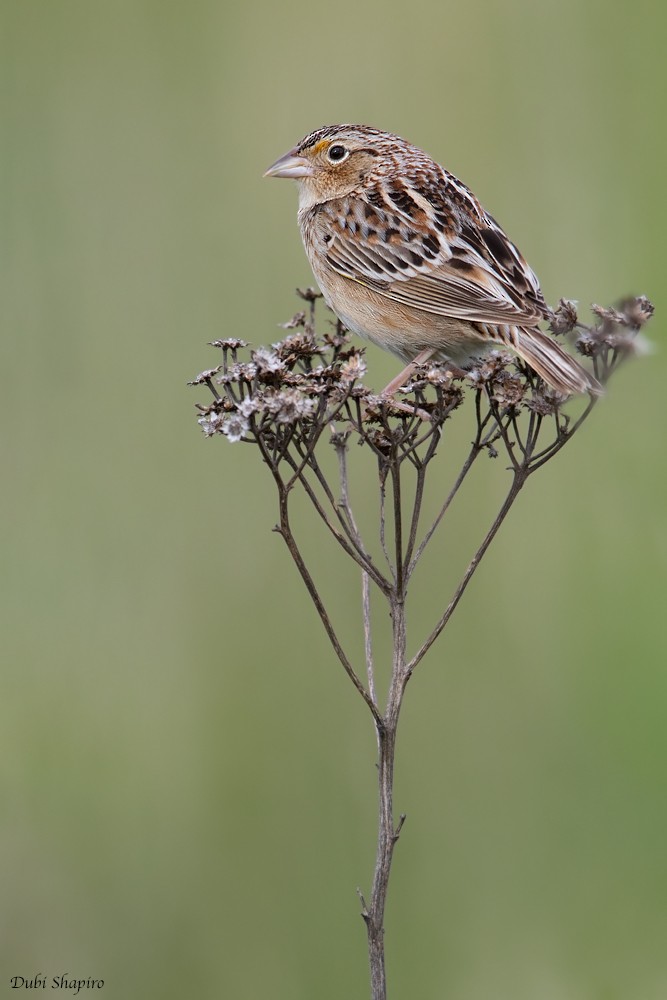 Grasshopper Sparrow - Dubi Shapiro