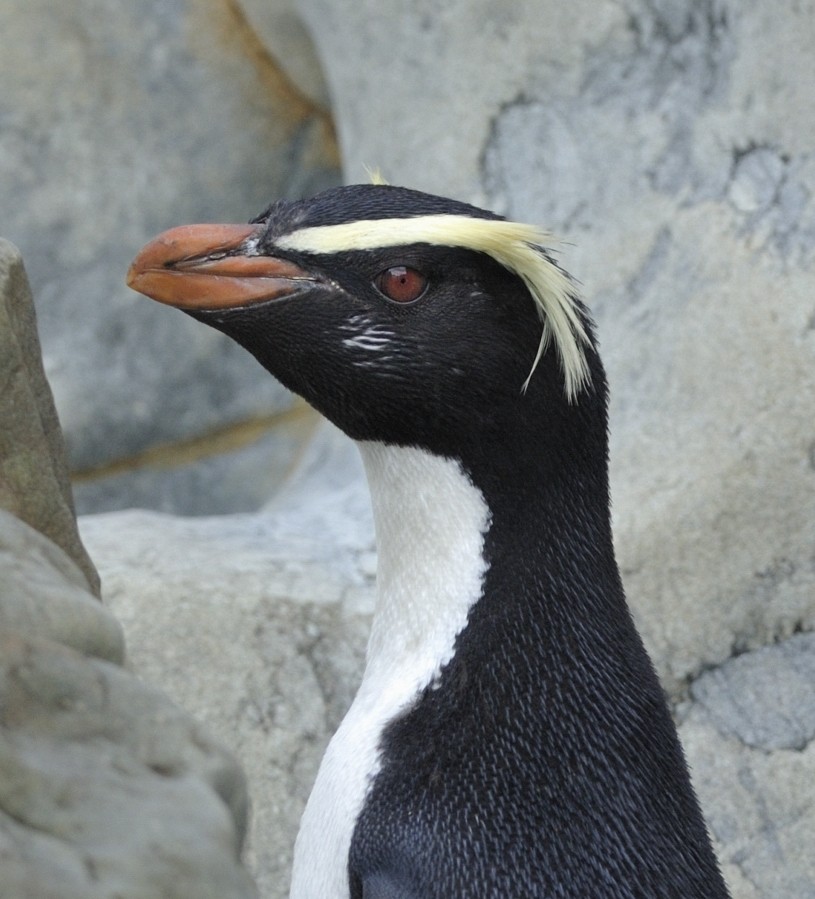 Fiordland Penguin - Kirk  Zufelt